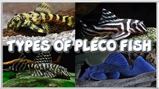 Top 24 Species of Pleco Fish Plecostomus [upl. by Ailero]