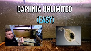 How I Raise Daphnia Water Fleas And You Can Too [upl. by Ikcim831]