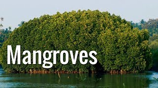 Mangroves  The Guardians of the Coasts [upl. by Ramey499]