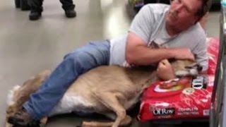 Deer Spotted Inside Wadena Walmart [upl. by Smitt]