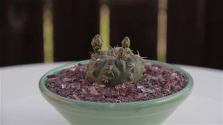 Gymnocalycium baldianum “Dwarf Chin Cactus” [upl. by Ainattirb]