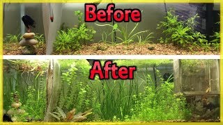 CHEAPEST WAY TO FERTILIZE YOUR PLANTED AQUARIUM DIY ROOT TABS [upl. by Ihcego610]