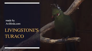 Livingstones Turaco Tauraco Livingstonii [upl. by Filomena]