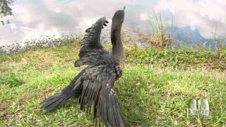 Florida Everglades  The Anhinga Trail [upl. by Ybbed]