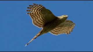 Sparrowhawk Bird Call Bird Song [upl. by Lourdes269]