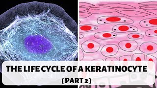 LIFE CYCLE OF A KERATINOCYTE PART 2 II STRATUM SPINOSUM GRANULOSUM AND CORNEUM [upl. by Eicyaj]