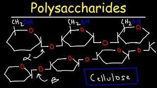 Polysaccharides  Starch Amylose Amylopectin Glycogen amp Cellulose  Carbohydrates [upl. by Nierman780]