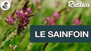 Le sainfoin une plante quatre en une [upl. by Iliak838]