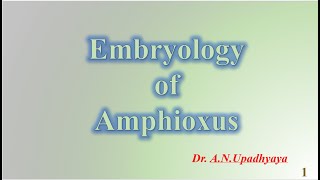 Embryology Of Amphioxus [upl. by Derk]