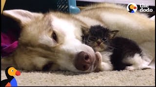 Husky Dog Adopts Stray Cat Saving Her Life  The Dodo Comeback Kids S01E02 [upl. by Aloiv]