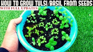 How To Grow TulsiHoly Basil From Seeds With Updates [upl. by Laurene]