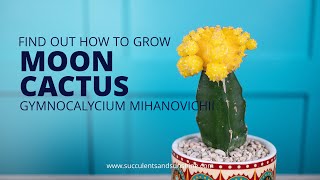 Learn how to properly care for Gymnocalycium mihanovichii quotMoon Cactusquot [upl. by Charlotte]