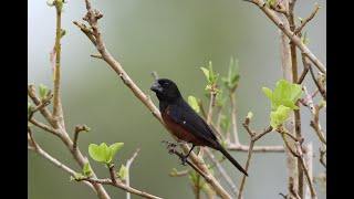 BEST TRAINING SONG quotPIJEPIJEquot Picolet  Curió  Chestnutbellied Seedfinch  Oryzoborus angolensis [upl. by Tuttle]