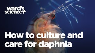 Caring and Culturing for Daphnia [upl. by Avaria]