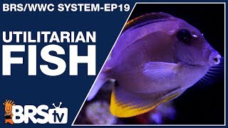 Ep19 Reef tank fish with a purpose  The BRSWWC System [upl. by Iduj]