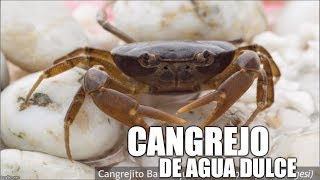 cangrejos de agua dulce [upl. by Trometer]