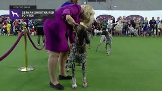 Pointers German Shorthaired  Breed Judging 2019 [upl. by Canute43]