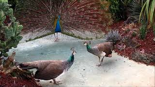 Two Peahens Fight Over Peacock [upl. by Haley468]