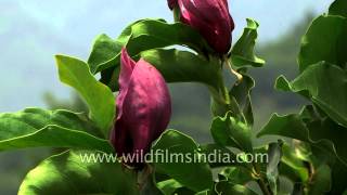 Magnolia grandiflora and solangeana flowering in Srinagar [upl. by Haniraz]