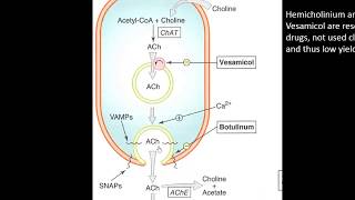 03 cholinergic transmission amp acetylcholine  Autonomic Pharmacology [upl. by Volney]