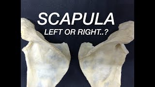 Scapular Retraction Test SRT ⎟ Scapular Dyskinesis [upl. by Noonan]