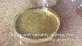 60 Second Protocols How to Make Agar Plates [upl. by Sitarski]