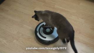 Cat shows HOW TO use iRobot Roomba Vacuum [upl. by Airotnes]