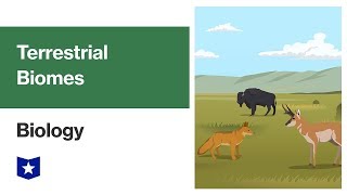 Terrestrial Biomes and Ecosystems  Biology [upl. by Enrahs90]