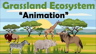 GRASSLAND ECOSYSTEM  Animation [upl. by Charline]