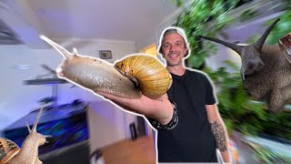 LE PLUS GROS ESCARGOT DU MONDE CHEZ TOI   TOOPET [upl. by Lozar58]