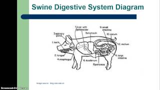 Types of Livestock Digestive Systems [upl. by Ardnuaek]