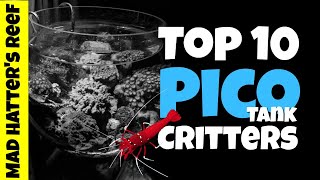 Top 10 Pico Reef Tank Fish and Invertebrates [upl. by Emanuela916]