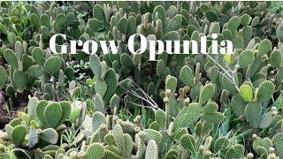 Grow Opuntia From Cutting  Prickly Pear Cactus [upl. by Latyrc]