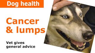 Cancer in dogs  Vet advice [upl. by Nmutua]