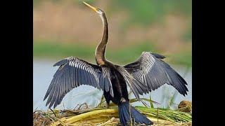 Indian darter bird Dive to catch a Big Fish Snake Bird Anhinga melanogaster [upl. by Spevek]