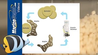 How to Lower Nitrate and Phosphate in a Reef Aquarium using BioPellets [upl. by Alyn]