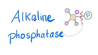 Alkaline Phosphatase ALP  Lab Test 🧪 [upl. by Lluj]