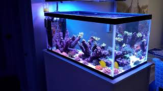 40 gallon reef tank update May 2021 [upl. by Pascasia894]