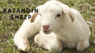 Sheep Breed Series Katahdin Sheep [upl. by Hoffmann]