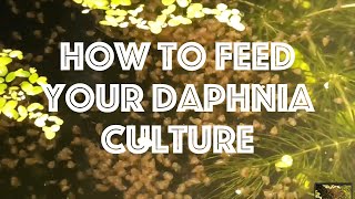 How To Feed Your Daphnia Culture [upl. by Sokul]