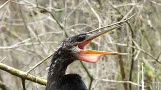 Anhinga Calling FYV [upl. by Neenad]