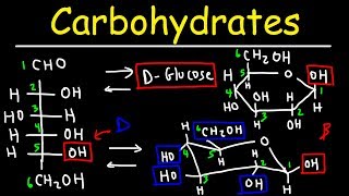 Carbohydrates  Haworth amp Fischer Projections With Chair Conformations [upl. by Zales121]