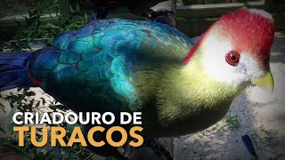 Criação de TURACOS  Criadouro de Aves Exóticas  BIRDTV [upl. by Areivax]