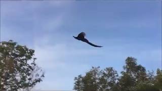 Flying Peacock Compilation [upl. by Toth]