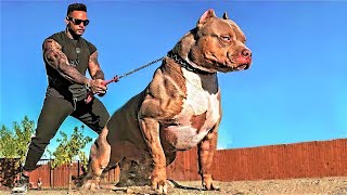 14 Most Aggressive Guard Dogs in the World [upl. by Shank300]