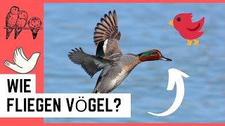 Wie fliegen Vögel [upl. by Vasos]