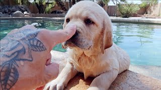 8 Labradors First Time Swimming [upl. by Nuawd589]