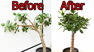 How To Prune And Straighten A Jade Plant Crassula ovata [upl. by Ardnuasak]