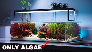 REEF TANK TOURS  quotmacroalgae aquariumquot  PRIVATE SHOWROOM  3 x Nano saltwater tanks [upl. by Ricardo622]