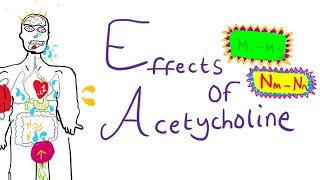 Acetylcholine Effects On The Body [upl. by Carmita]